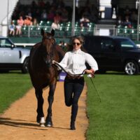 trot up